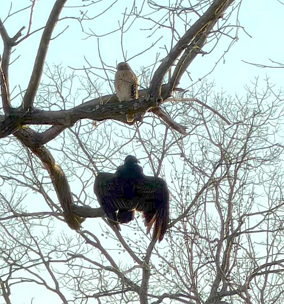 Urubu noir - ML647129508