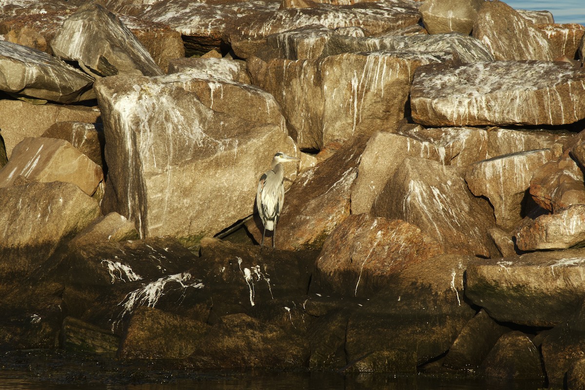 Great Blue Heron - ML647129529
