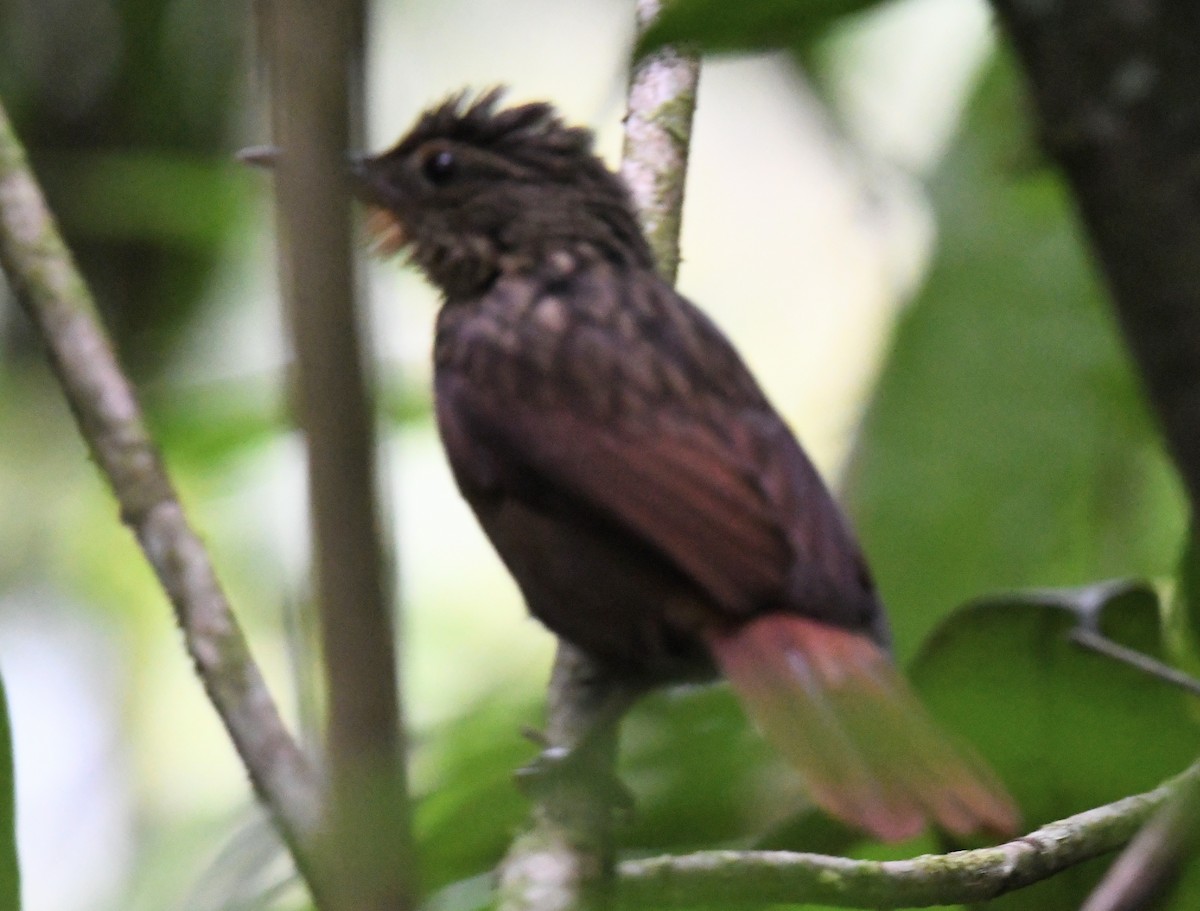 Western Woodhaunter - ML647129547