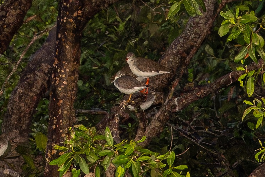 Playero Siberiano - ML647129548