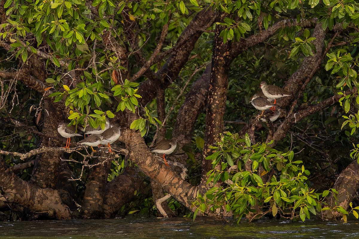 Playero Siberiano - ML647129549
