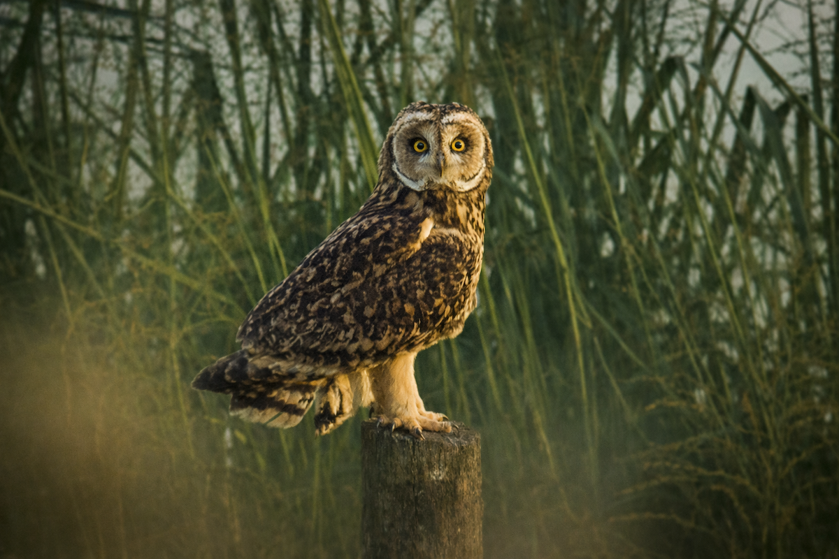 Short-eared Owl - ML647129551