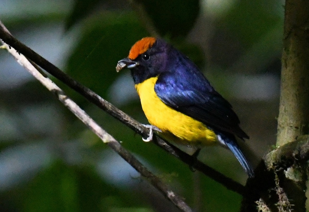 Tawny-capped Euphonia - ML647129564