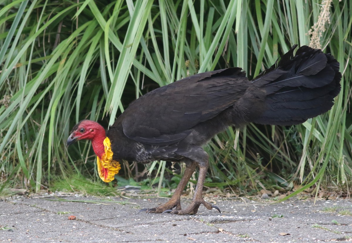Australian Brushturkey - ML647129566
