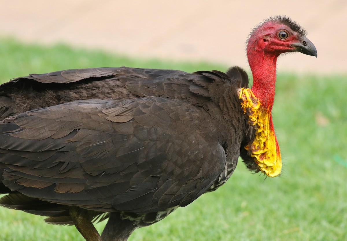 Australian Brushturkey - ML647129567