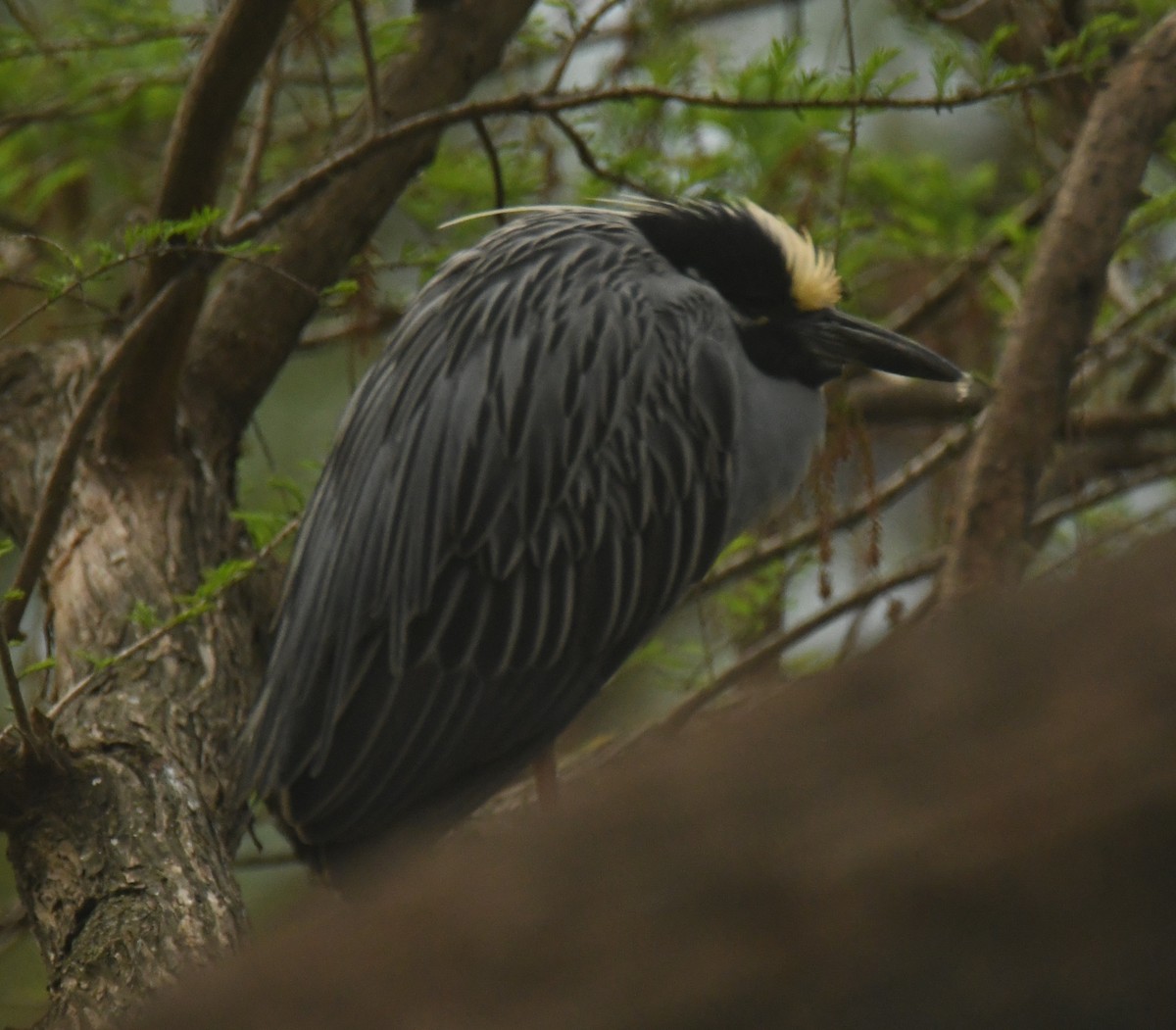 אנפת לילה צהובת-כיפה - ML647129568