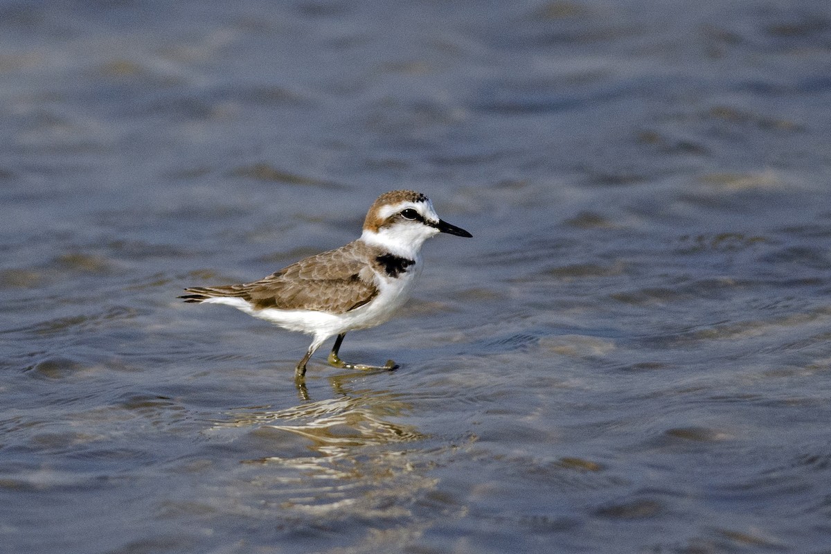 Kentish Plover (Kentish) - ML647129570