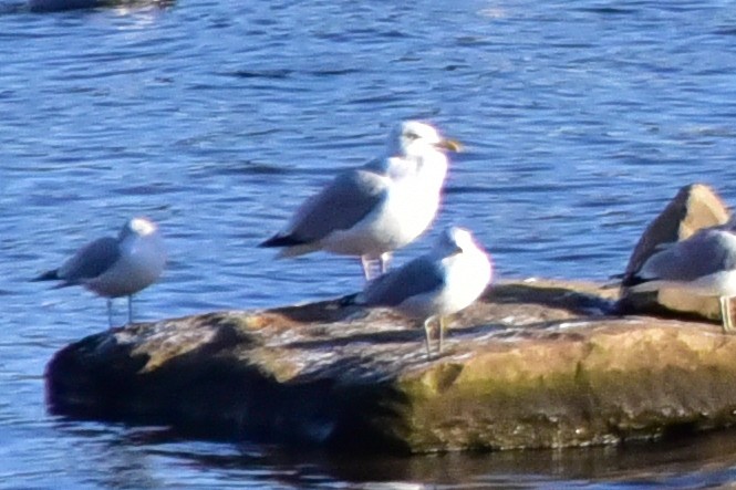 racek americký - ML647129572