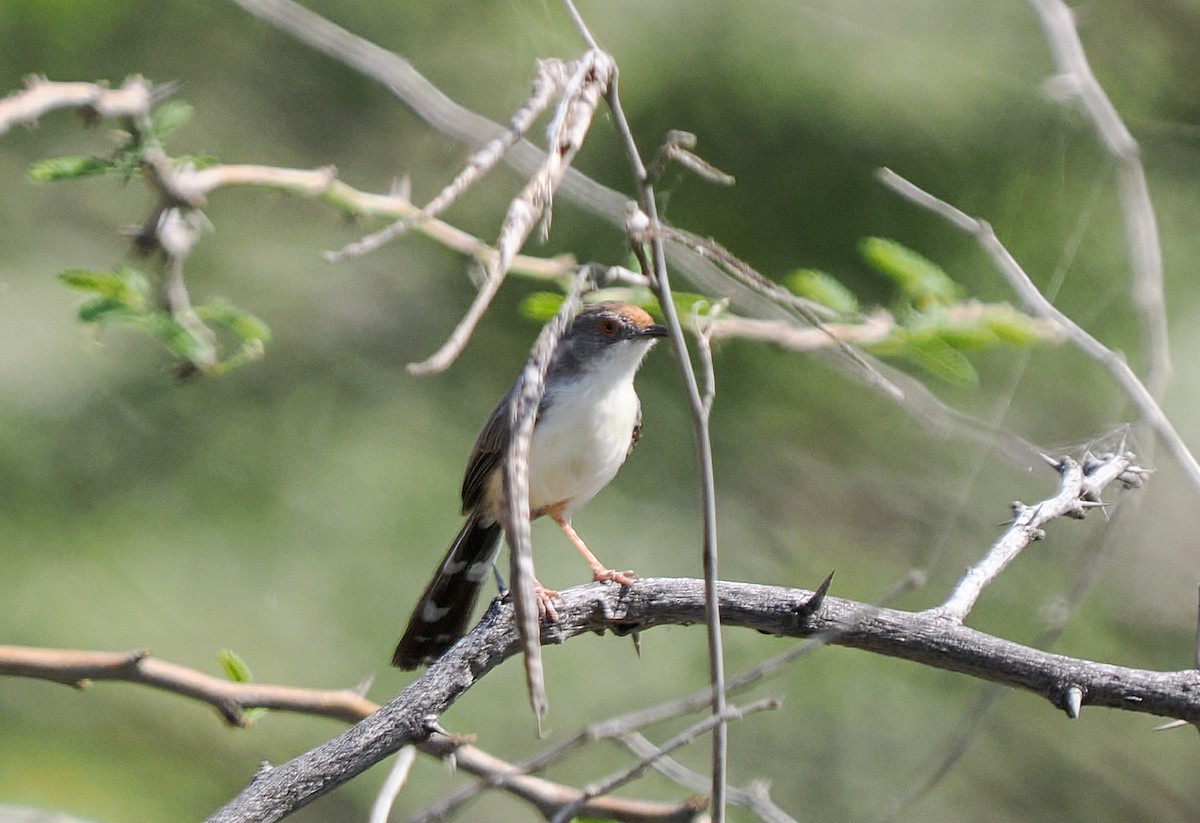 Red-fronted Prinia (Red-fronted) - ML647129577