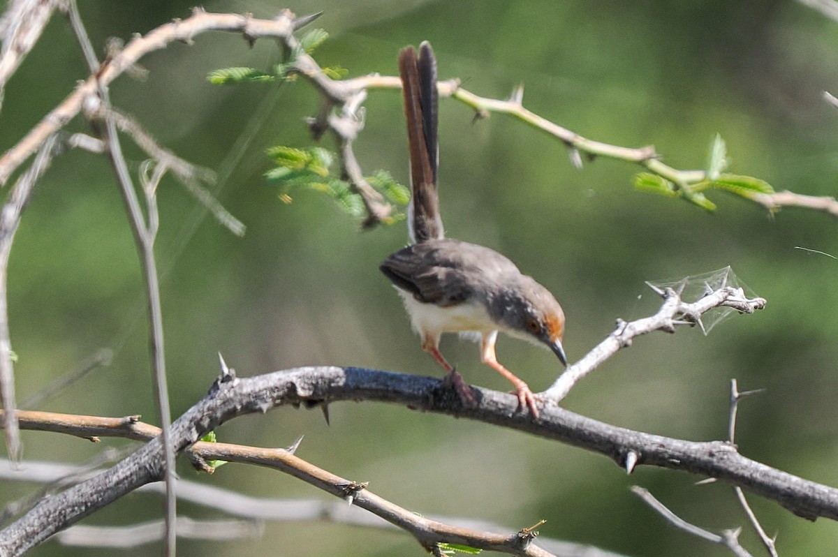 Red-fronted Prinia (Red-fronted) - ML647129578