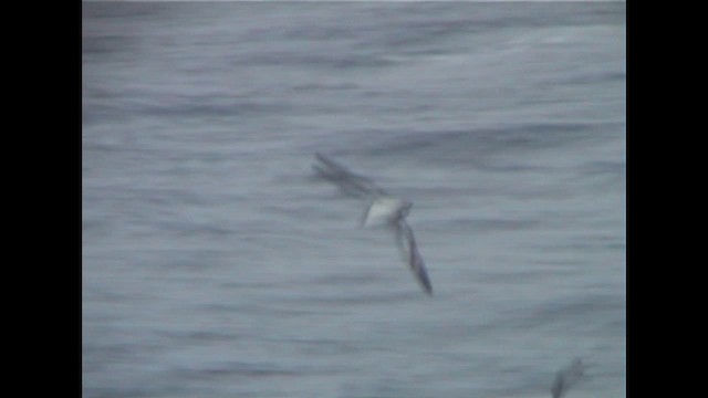 Streaked Shearwater - ML647129598