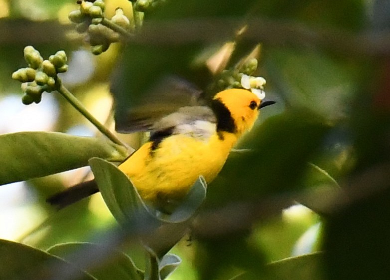 Black-and-yellow Tanager - ML647129600