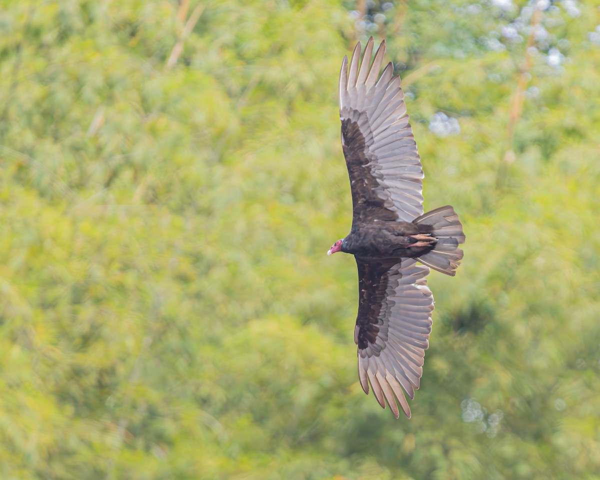 Turkey Vulture - ML647129603