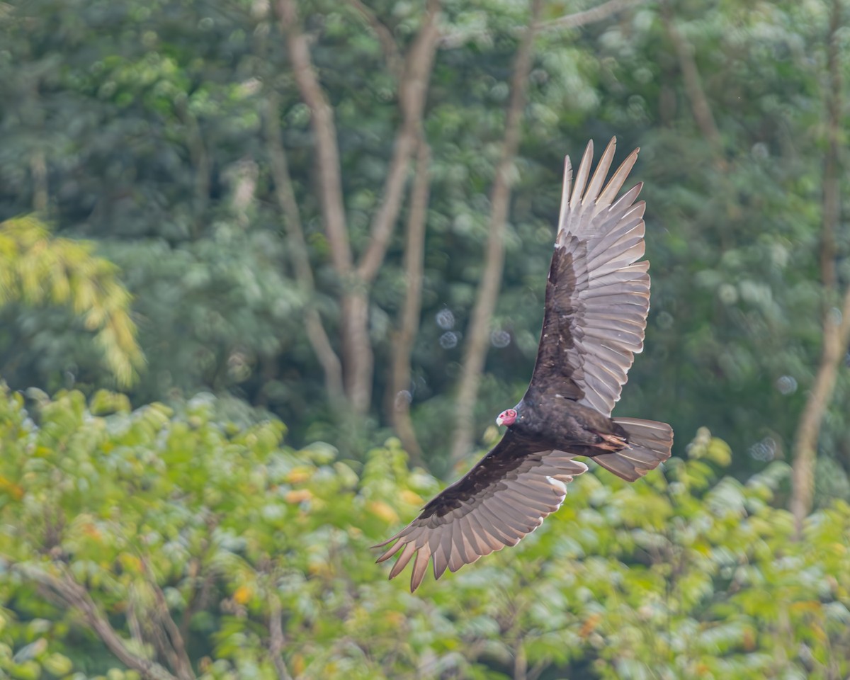 Turkey Vulture - ML647129605