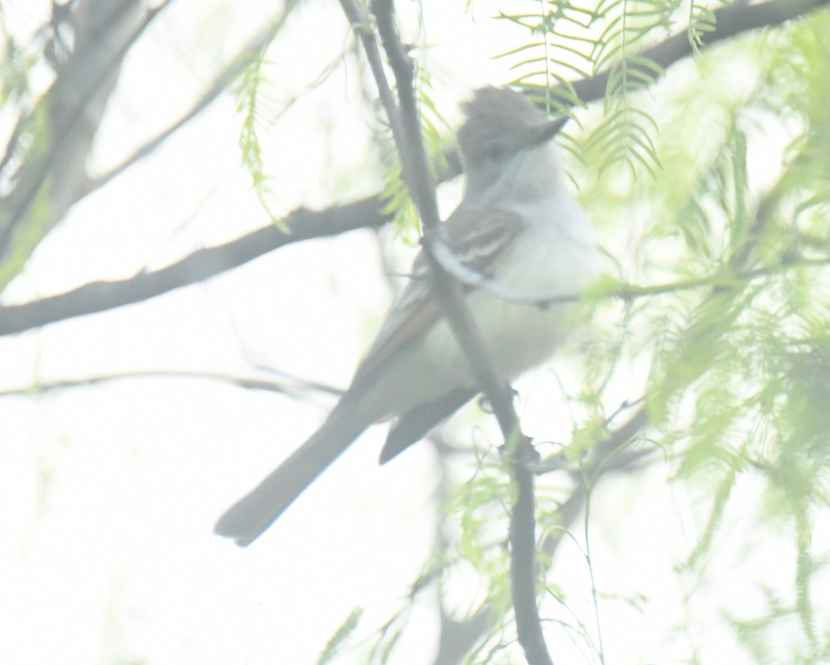 Kalifornienschopftyrann - ML647129606