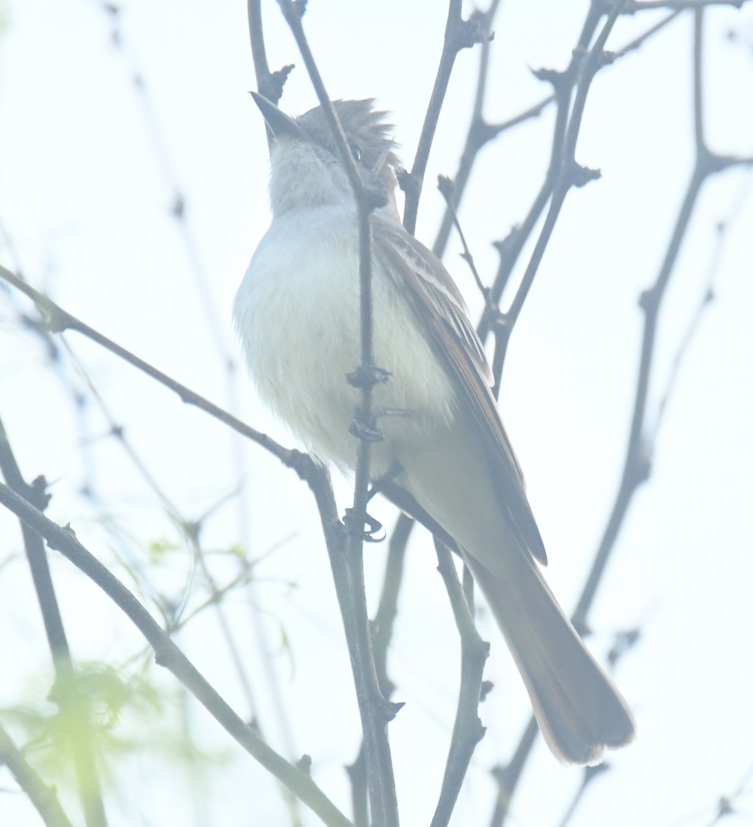 Kalifornienschopftyrann - ML647129607