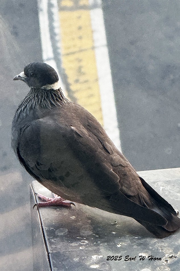 White-collared Pigeon - ML647129611