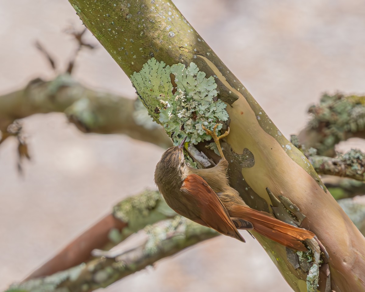 Crested Spinetail - ML647129613