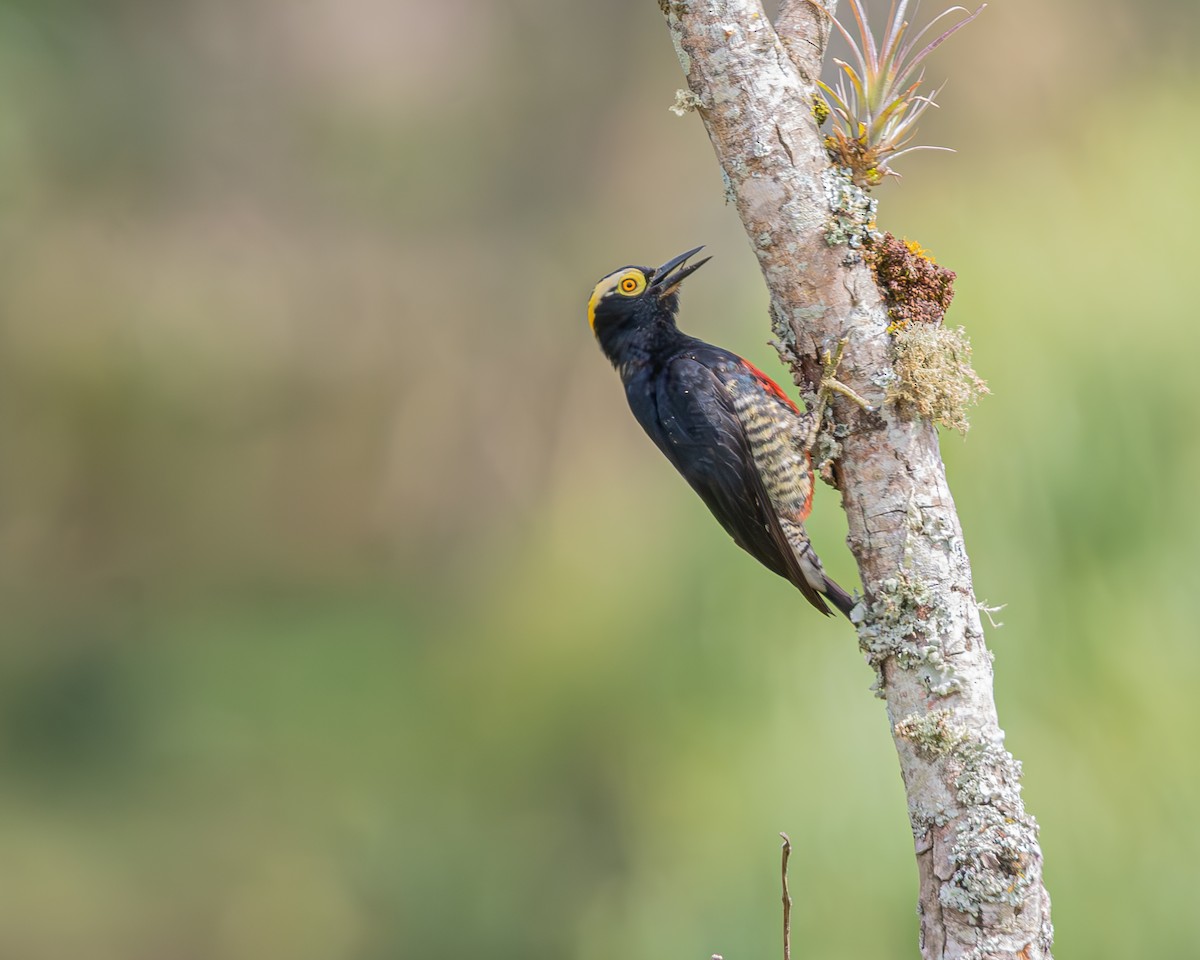 Yellow-tufted Woodpecker - ML647129624