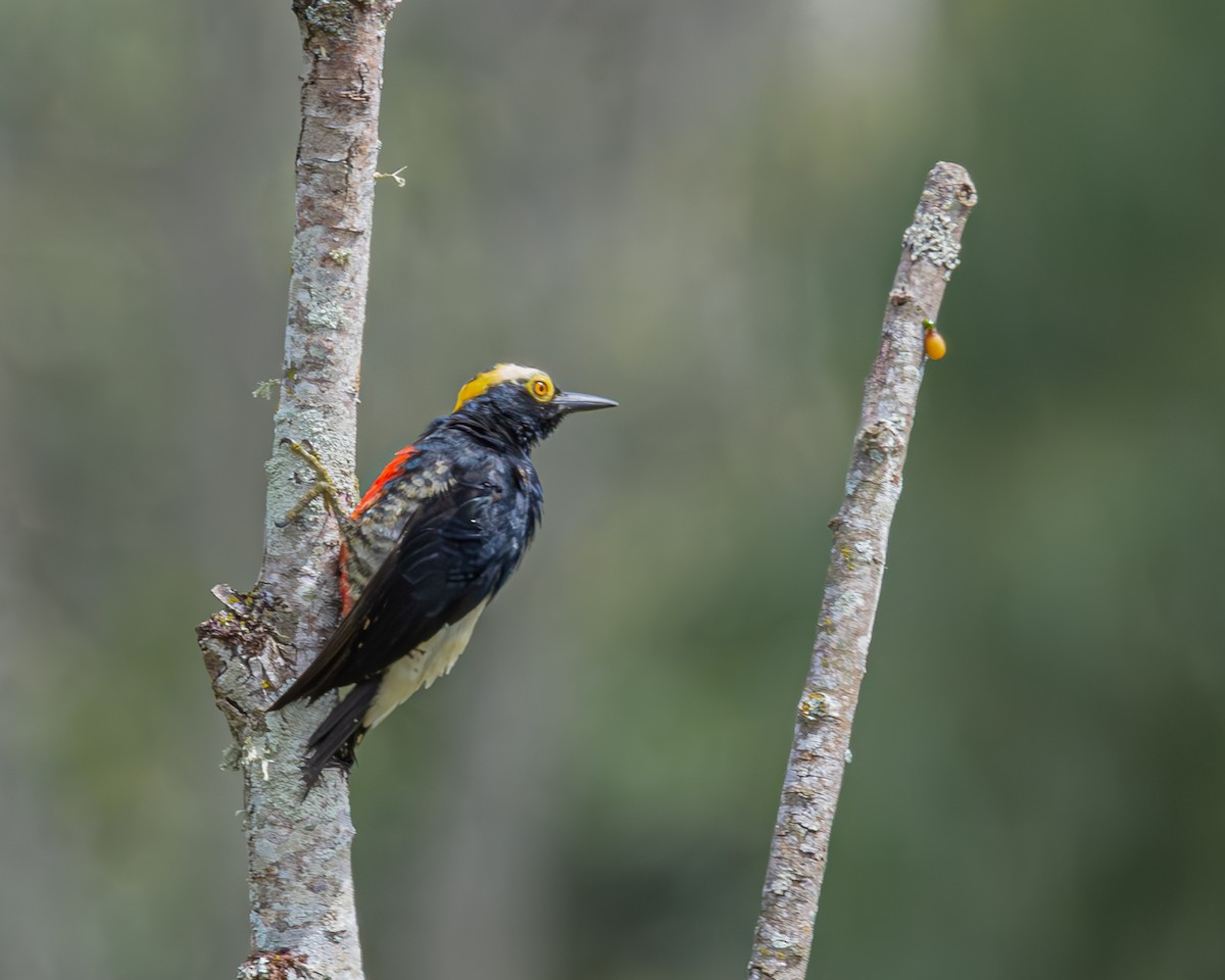 Yellow-tufted Woodpecker - ML647129625