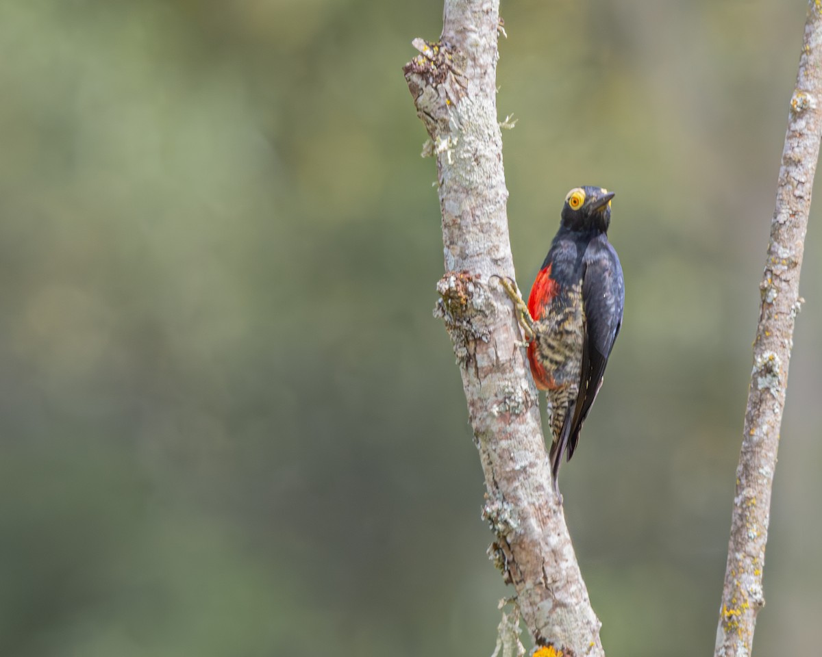 Yellow-tufted Woodpecker - ML647129626