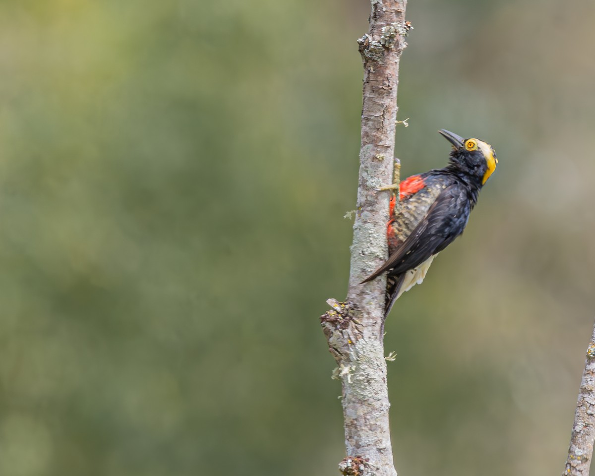 Yellow-tufted Woodpecker - ML647129627