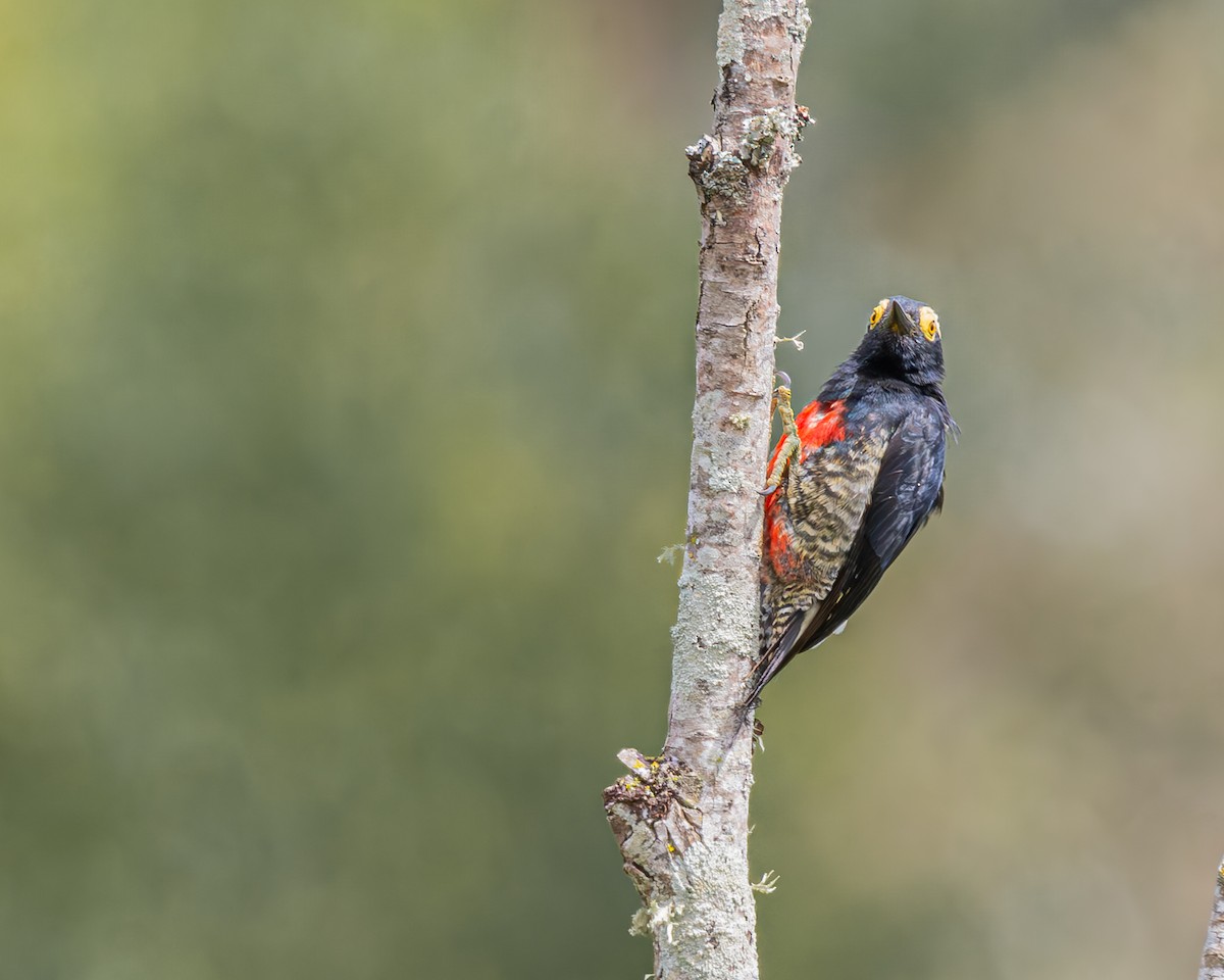 Yellow-tufted Woodpecker - ML647129628