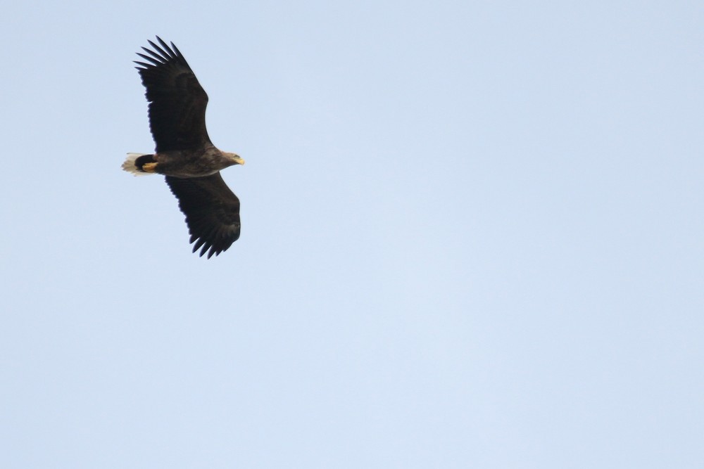 Орлан-білохвіст - ML647129631