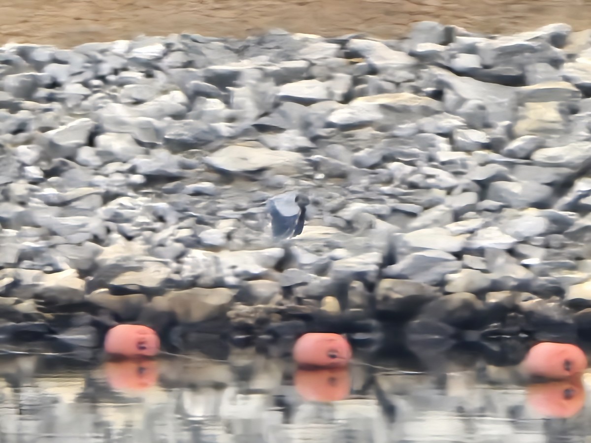 Great Blue Heron - ML647129637