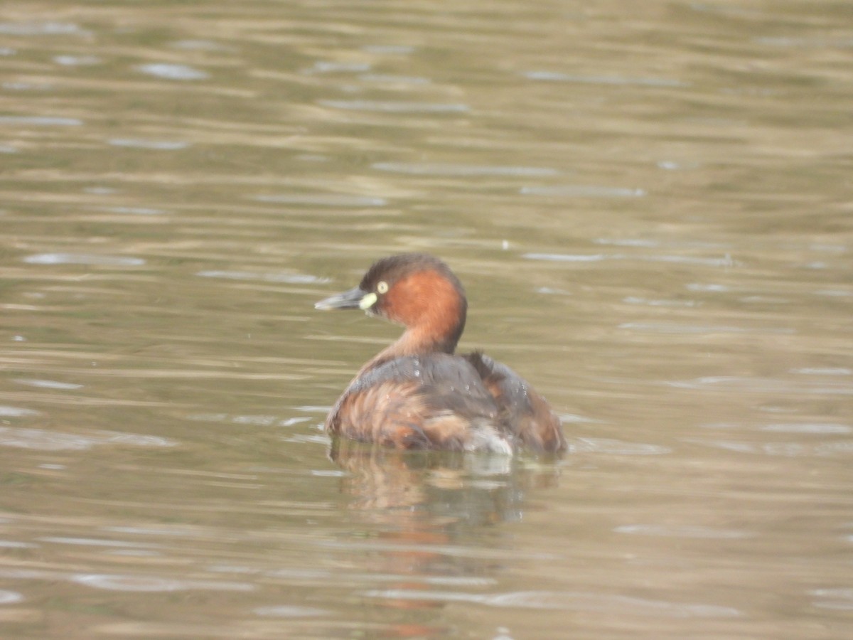Little Grebe - ML647129667