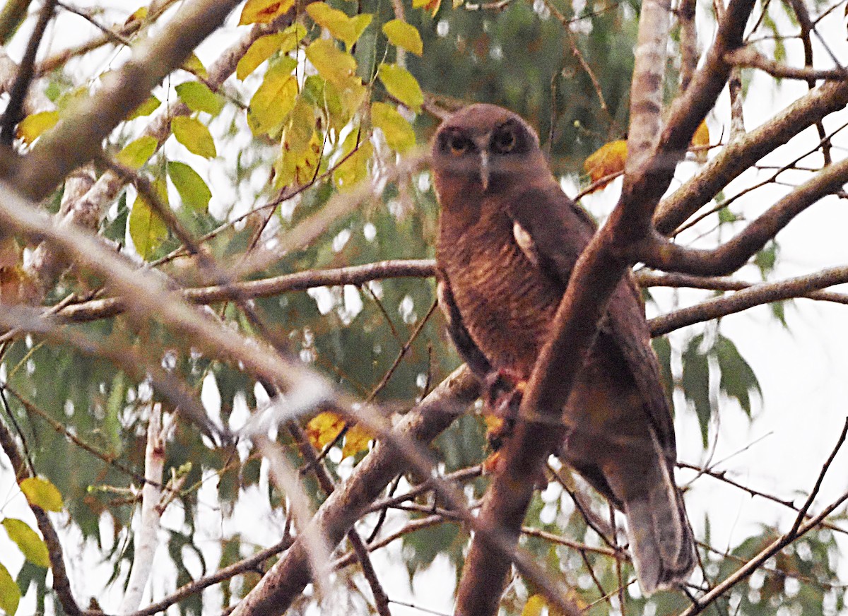 Kızıl Bubuk - ML647129672