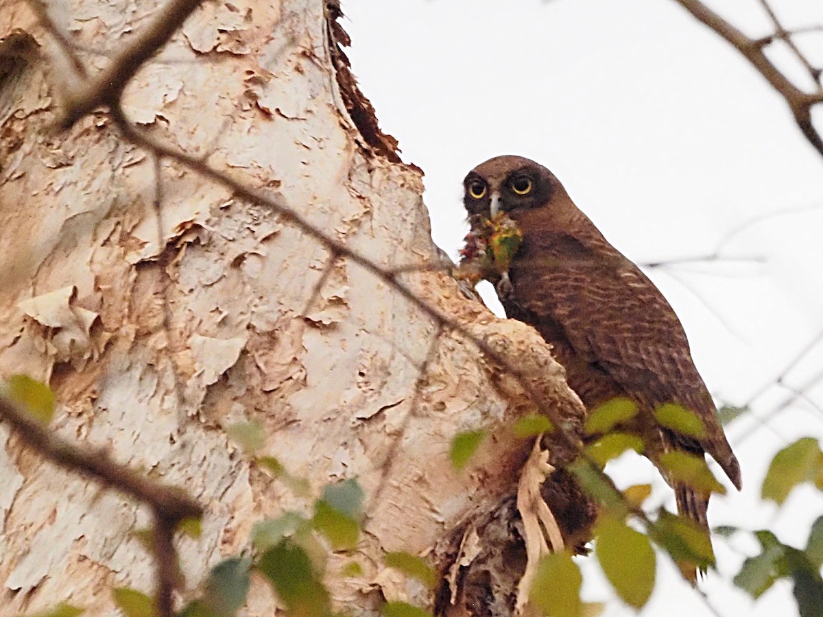 Kızıl Bubuk - ML647129673