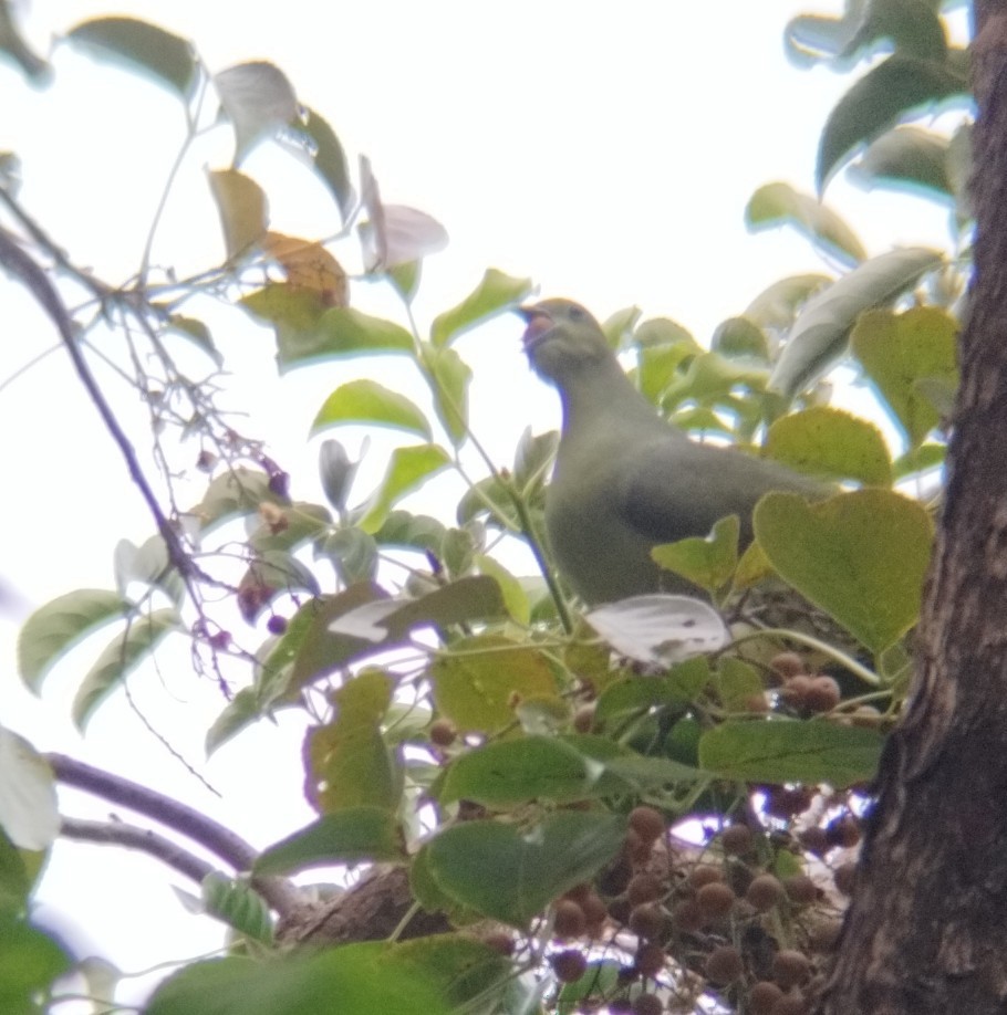 Whistling Green-Pigeon (Taiwan) - ML647129675