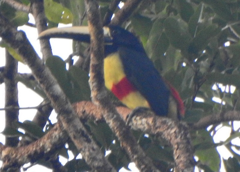 Black-necked Aracari - ML647129676