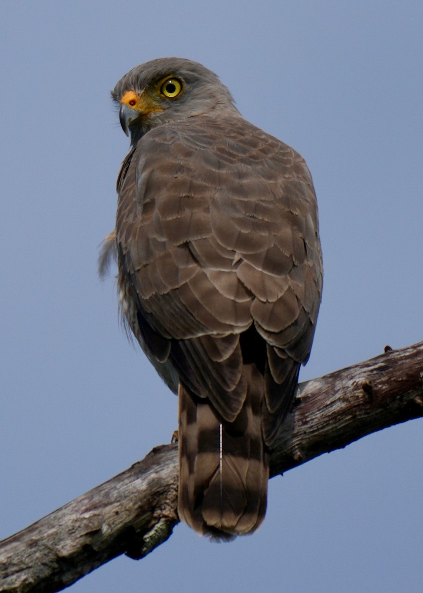 Roadside Hawk - ML647129677