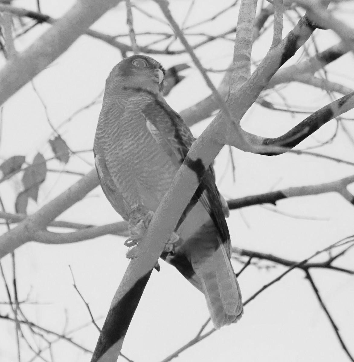 Kızıl Bubuk - ML647129683