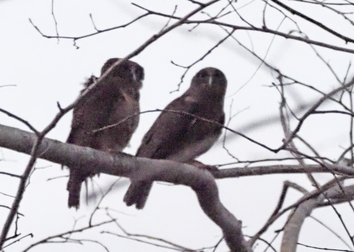 Kızıl Bubuk - ML647129684