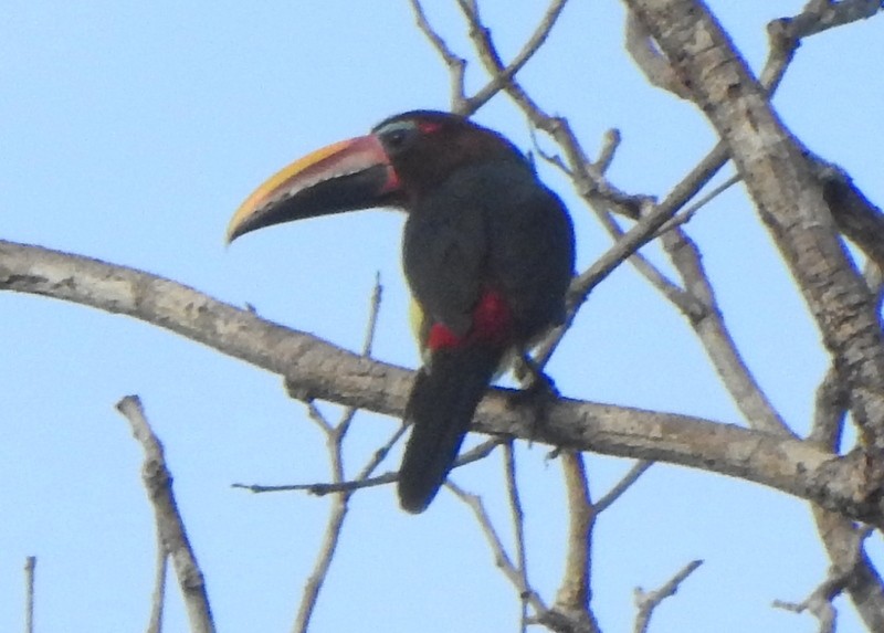 Green Aracari - ML647129687