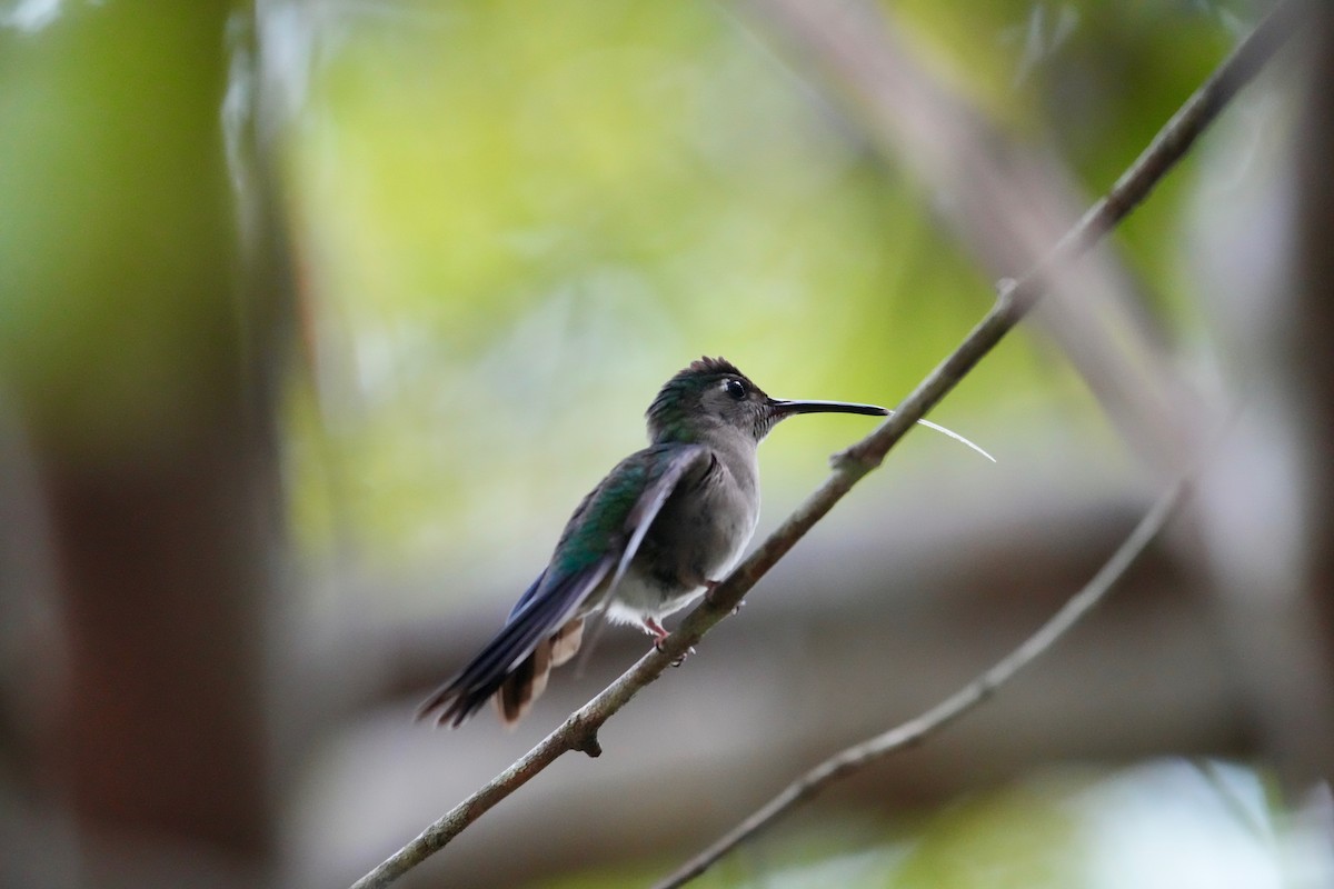 Wedge-tailed Sabrewing - ML647129690