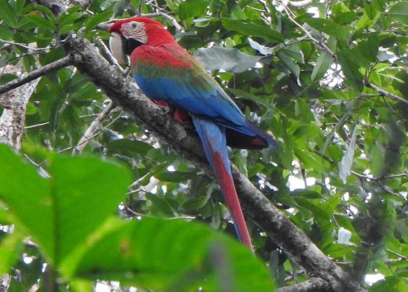 Red-and-green Macaw - ML647129696