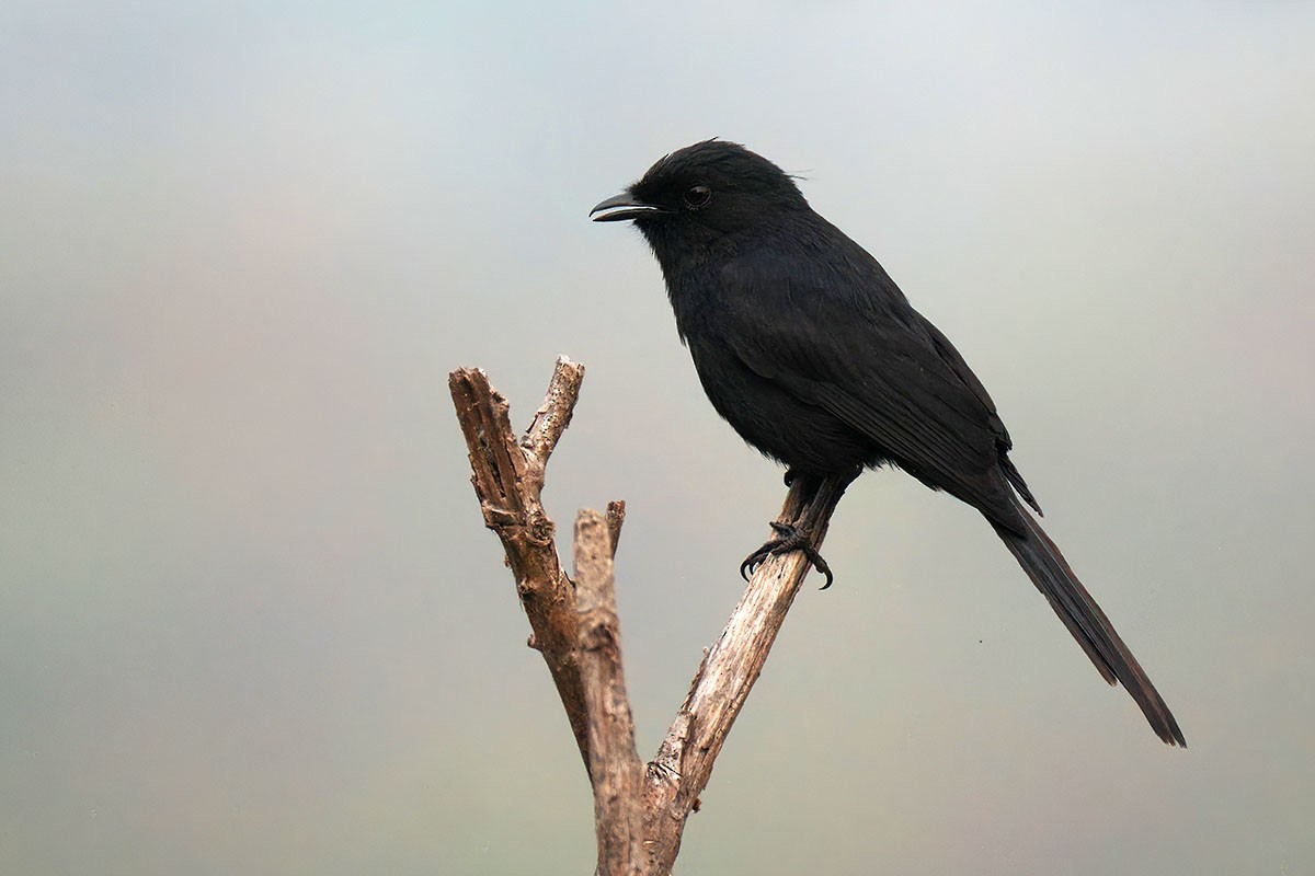 Northern Black-Flycatcher - ML647129709