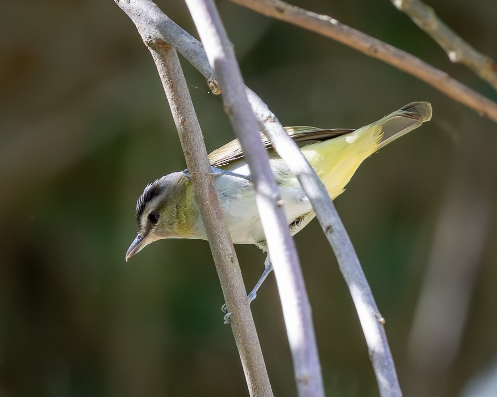 Chivi Vireo - ML647129710