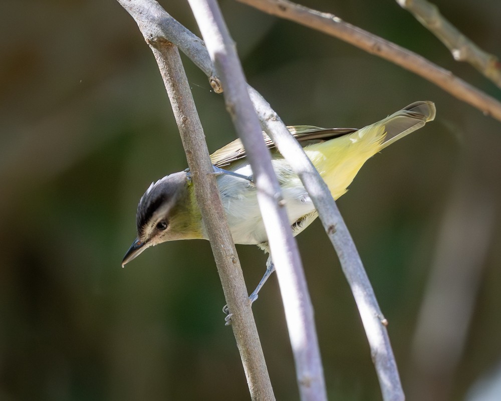 Chivi Vireo - ML647129711