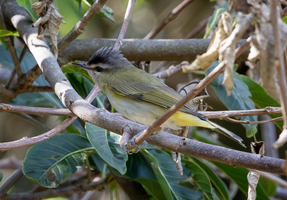 Chivi Vireo - ML647129712