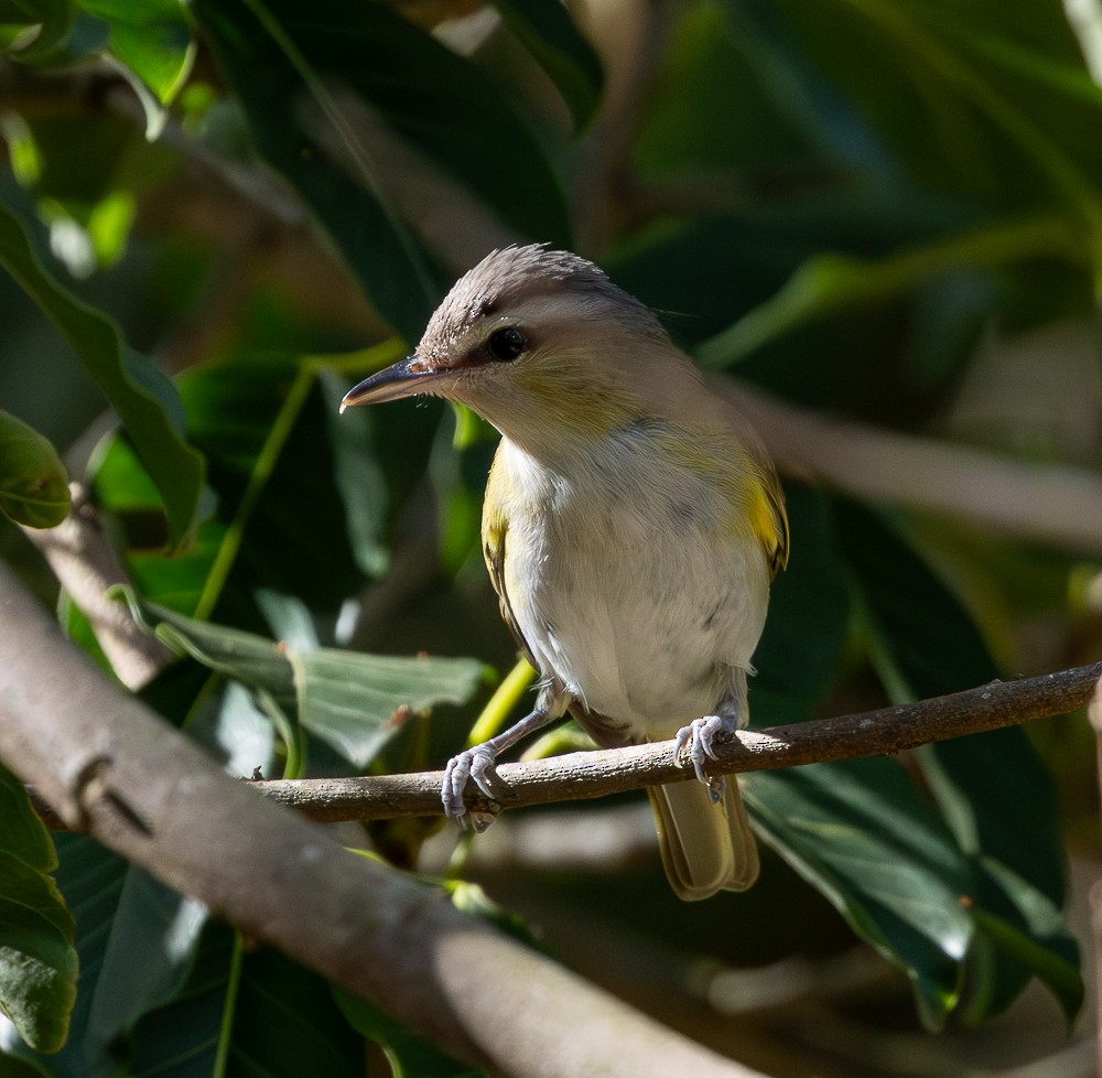 Chivi Vireo - ML647129713