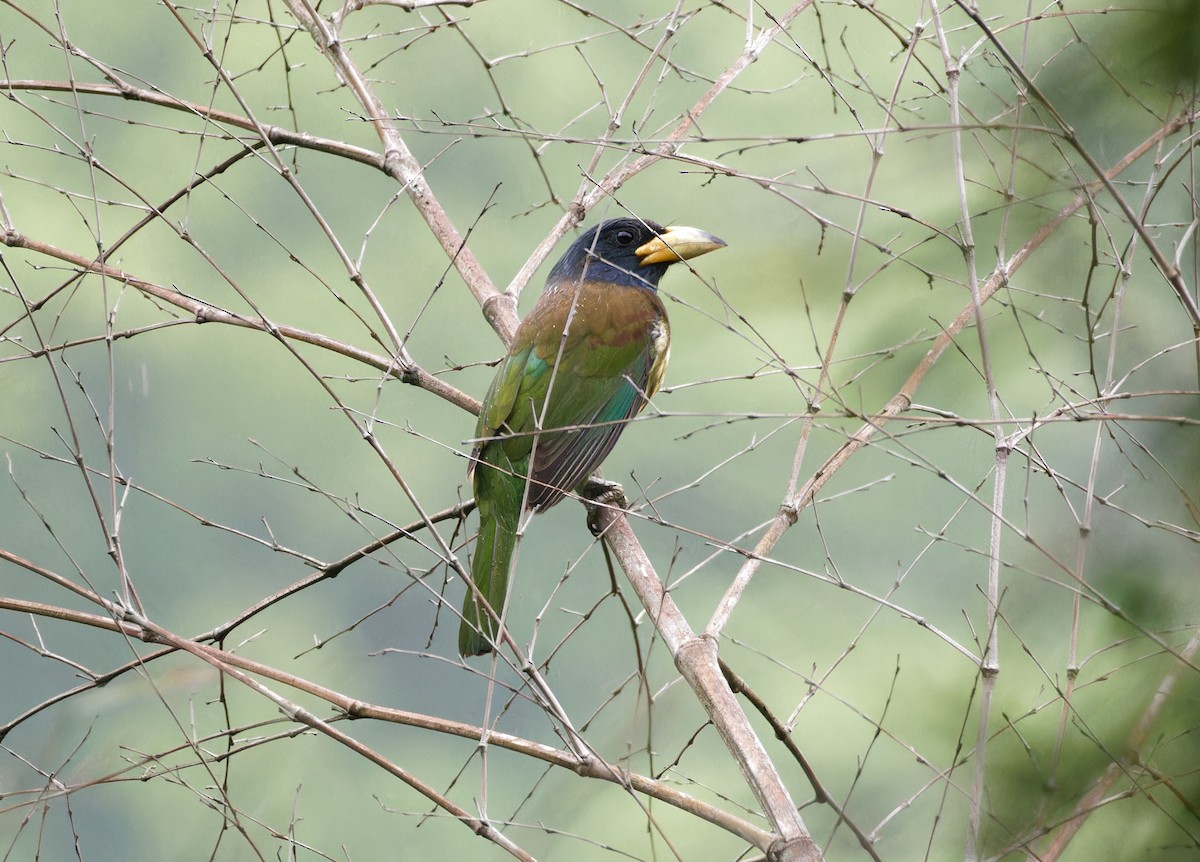 Great Barbet - ML647129714