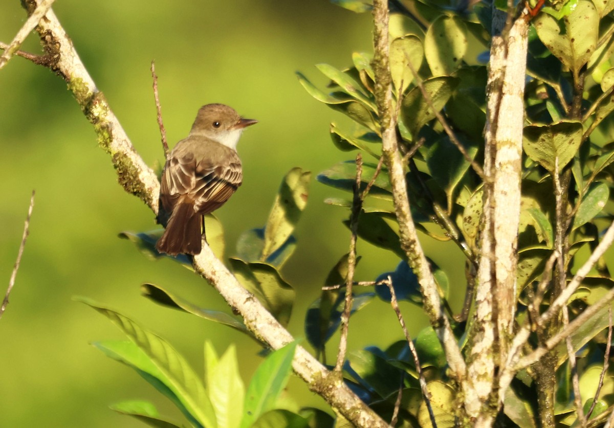 Swainson's Flycatcher - ML647129723