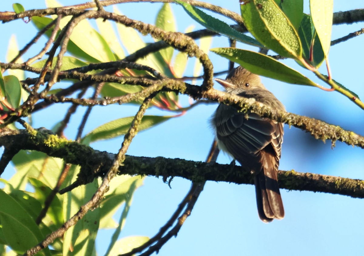 Swainson's Flycatcher - ML647129724
