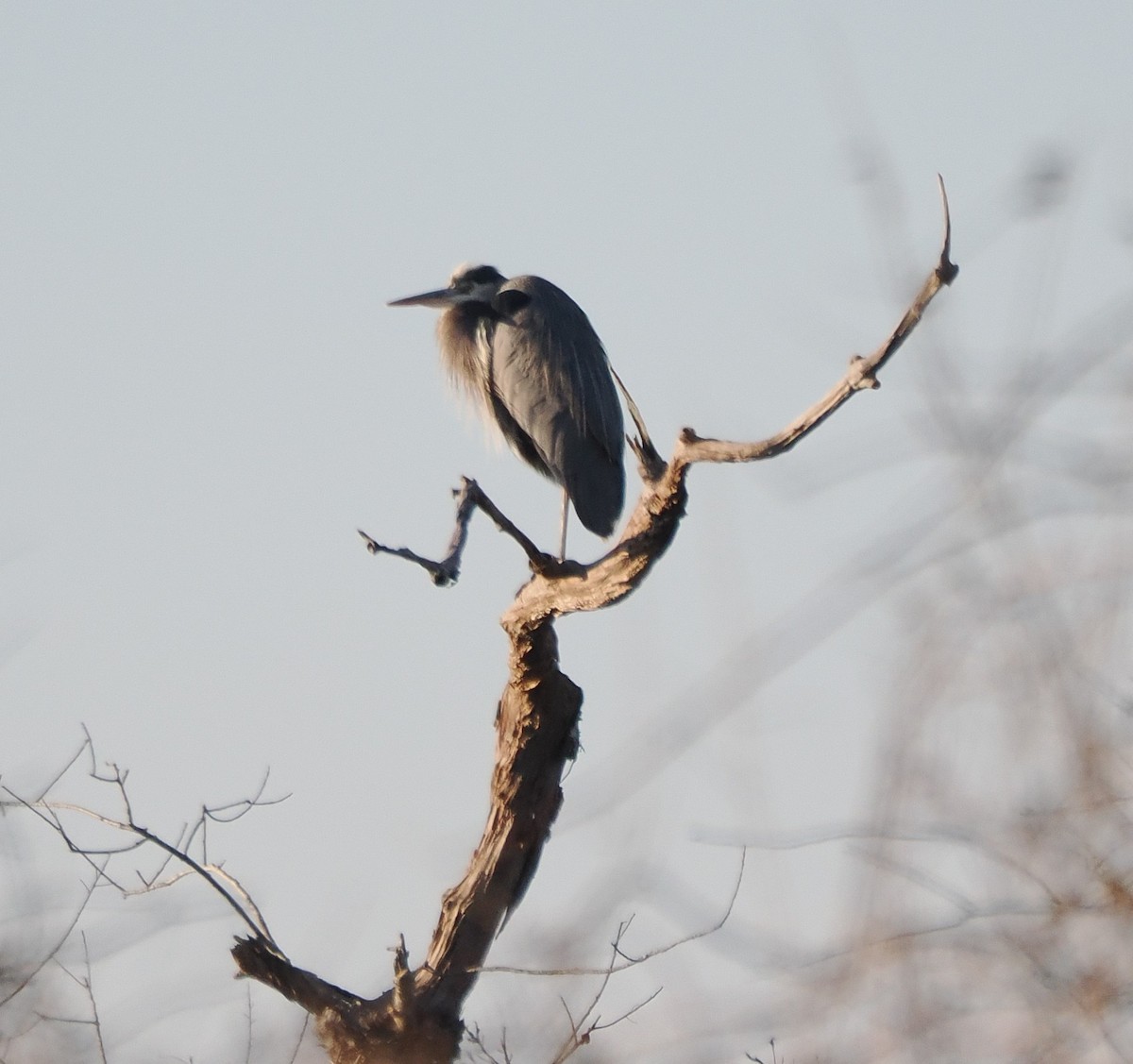 Great Blue Heron - ML647129726