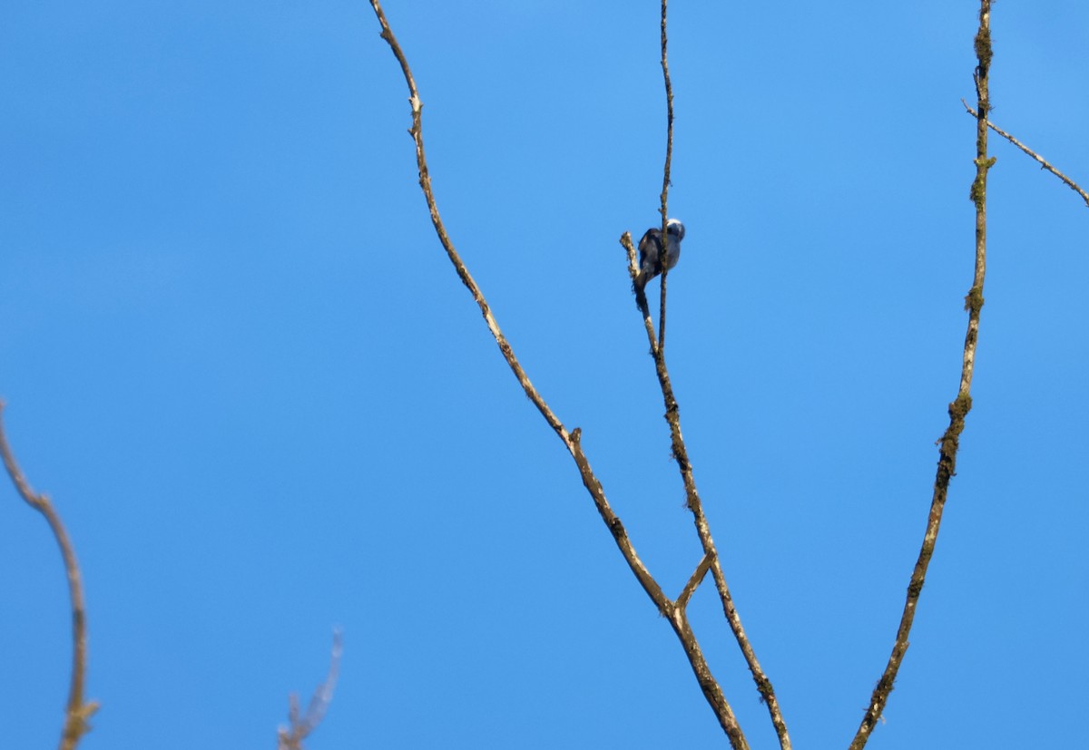 Diademed Tanager - ML647129732